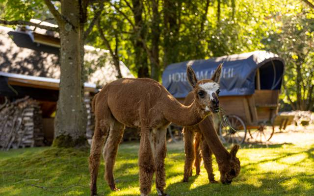 tierisches - Hotel Am Bühl