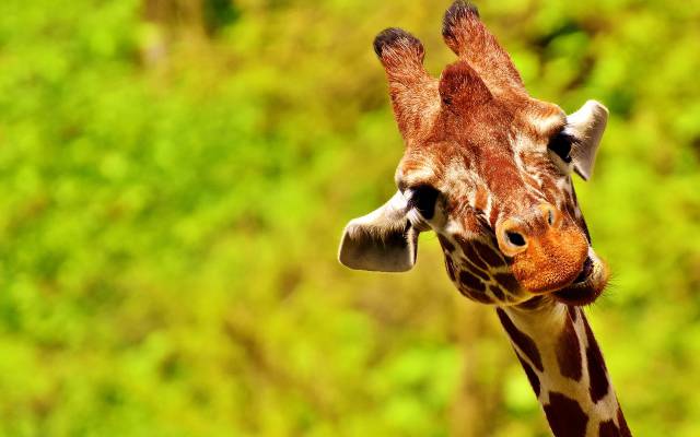 Zoos and animal parks - Hotel Am Bühl